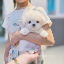 어벤져스켄넬 탑클래스펫 강아지분양 이미지