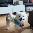888실내애견놀이터 | 수원 애견놀이터 888 애견놀이터 완전 정복! 실내 100평+야외 200평 대공개