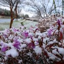 Snow County 이미지