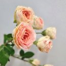 화랑농장 이미지