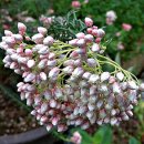 가정약국 이미지