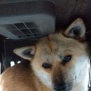 세븐일레븐가평자라째즈점 이미지