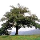 영풍 병산리 갈참나무 이미지