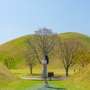 아름버드 인근 | 경주 가볼만한곳 대릉원 : 주차 포토존 웨이팅