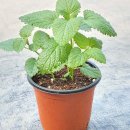 허브나무 이미지