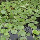 야생화답사 이미지