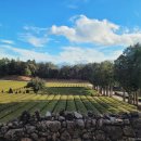 서귀고양이 이미지