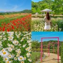 맑은세상함안점 | 5월 함안 가볼만한곳 함안 악양 생태공원 뚝방길 양귀비 악양루 샤스타데이지명소