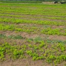 용재농장 이미지