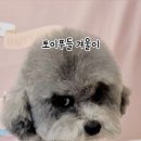 멍컷 이미지