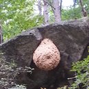 천산주 이미지