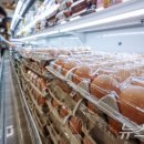 ﻿&#34;계란말이에 달걀 하나 빼야하나&#34;…&#39;에그플레이션&#39; 현실로 이미지