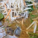 영진아파트 앞 2 이미지