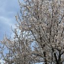 영산강대상근린공원 | 🤎영산강 대상근린 공원 벚꽃 만개 거의함 !! 광주벚꽃스팟 추천