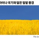 밀밭의아침 이미지