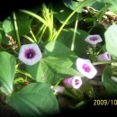 고창시장 입구 이미지