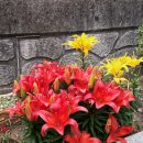 고능말로 이미지