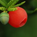 황금송아지 이미지