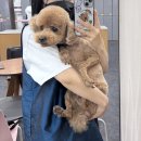 개인정애견샵 이미지