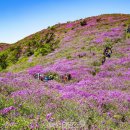 "해발 667m 국내 최대 철쭉 군락지입니다" 150ha 규모의 철쭉 군락이 형성된 5월 산행지