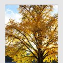 10월28목~29금 / 태양이 만들어낸 가을의 품격 -밀양 단풍여행 이미지