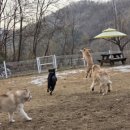 박순호의 아이슬란드 네이버블로그