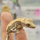 릴리펫 | [울산 게코 릴리]와우펫앤쥬 방문 후기 - 크레스티드 게코 릴리 입양 후기