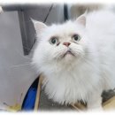 컴투펫 위탁보호센터 서울점 이미지