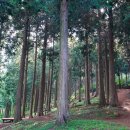 계룡산유아숲체험원 이미지