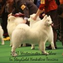 도그뉴스 이미지