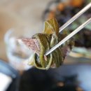 총체보리한우 이미지