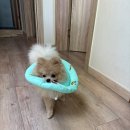 비전 동물병원 이미지