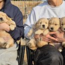 쿨스타스 이미지