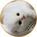 아담스펫 강아지분양 고양이분양 일산점 이미지