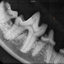 아떼꼬떼 동물병원 이미지