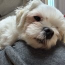 예뻐해줄개 이미지