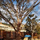 주목나무펜션 이미지