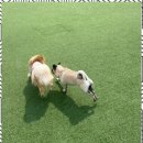 아로하스토리 이미지