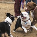 망고쿠로 이미지