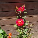 도혜원민박 이미지