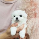 다양하개 이미지