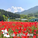 수레넘어쉼터 | 꼭 가야할 5월 강원도 축제 삼척 장미축제 원주 용수골꽃양귀비축제