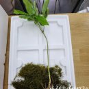 산삼전시장 - 안산시 단원구 | 산삼전시장