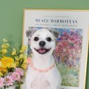 소우주 애견미용실 이미지