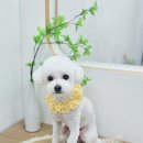 원펫살롱 이미지