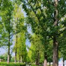 대저중앙로 이미지