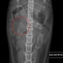 돌봄동물메디컬클리닉 이미지