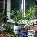 산촌농장(2) 이미지