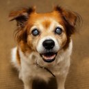 24시 스탠다드 동물의료센터 이미지