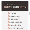 필오토 이미지
